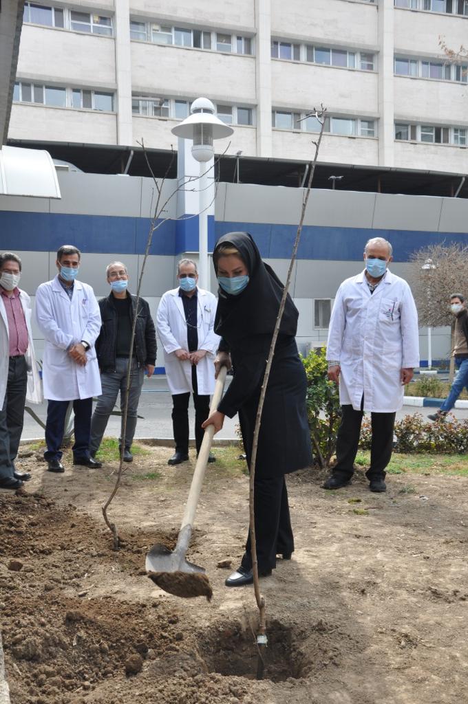 بیمارستان کاشت نهال 1