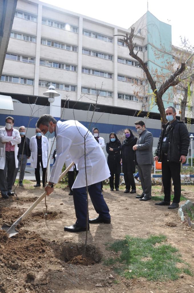 بیمارستان کاشت نهال 8