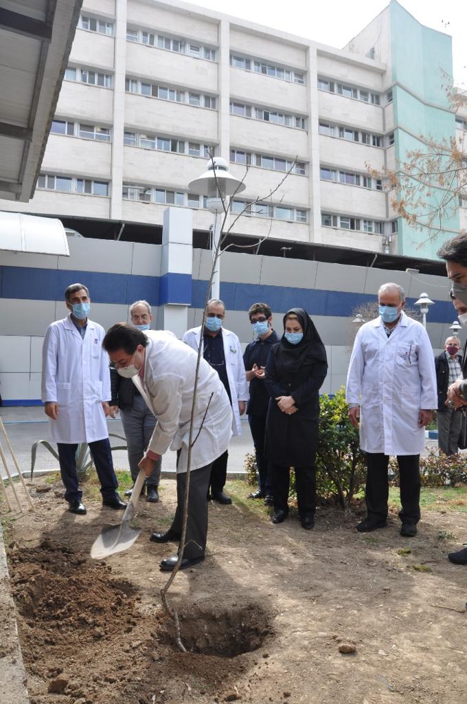 بیمارستان کاشت نهال 9
