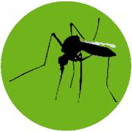 پشه آئدس و تب دنگی