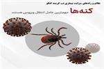 تب کریمه کنگو؛ بیماری قابل پیشگیری با رعایت اصول بهداشتی